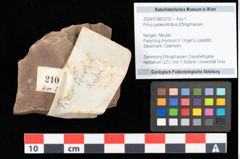 Foto (Objekt + Etikett) von Pinus palaeostrobus Ettingshausen (NHMW-GEO-2024-0188-0210)
